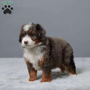 Honey, Mini Bernedoodle Puppy